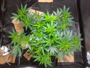 Cobertura planta na Cannabis graças ao LST