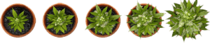 Cultivo de maconha floracao