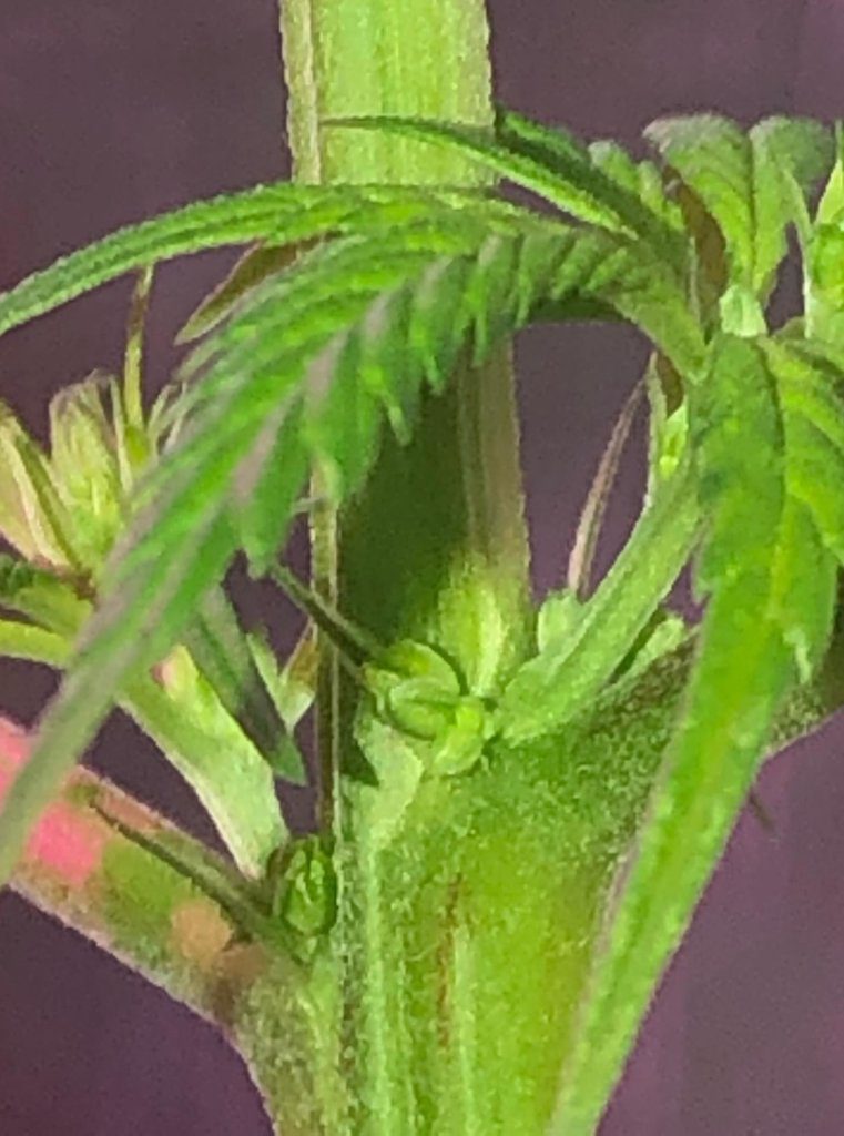 Sacos de polen da Cannabis macho
