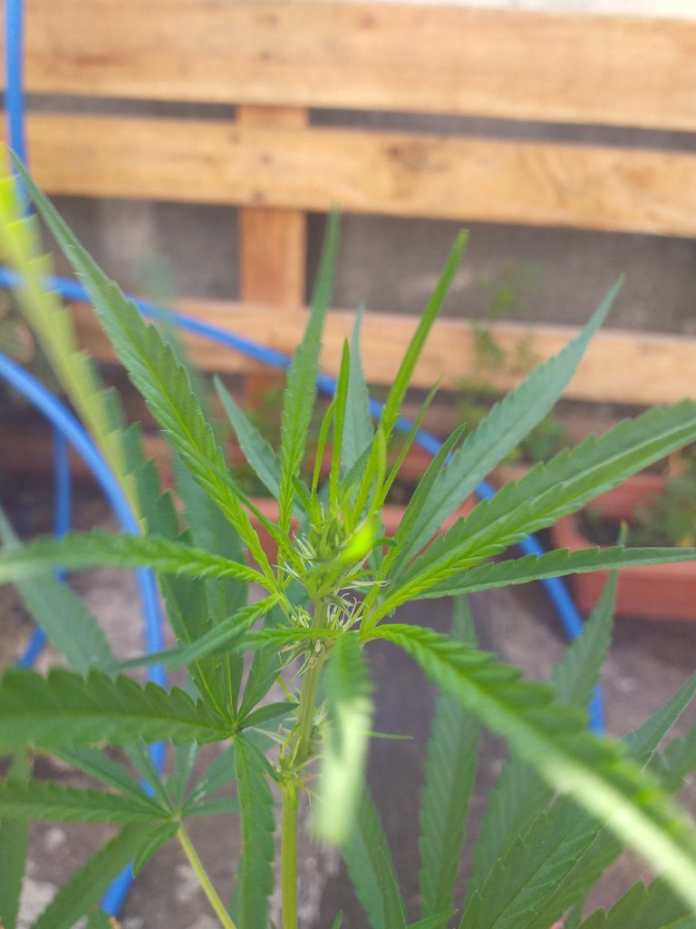 Planta Cannabis sativa