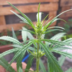 [ENCERRADO] Lady Sativa I - semana 7 - 