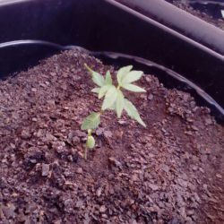 As pequeninas - semana 4 - 