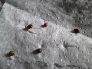 Método de germinação de sementes no papel toalha