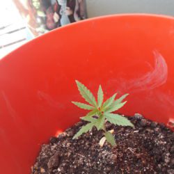 #prenseeds - semana 4 - 