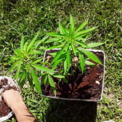 Mari y huana❤. Ervas de Marley ? - semana 5 - 