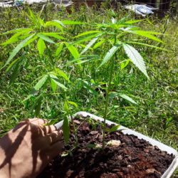Mari y huana❤. Ervas de Marley ? - semana 5 - 