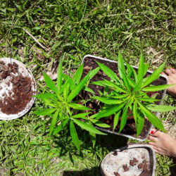 Mari y huana❤. Ervas de Marley ? - semana 5 - 