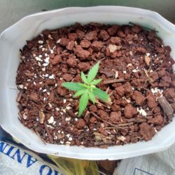 Meu primeiro cultivo Marijuana(prenseed) - sem 3 - 21 dias de vida