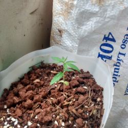 Meu primeiro cultivo Marijuana(prenseed) - semana 3 - 21 dias de vida