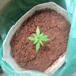 Meu primeiro cultivo Marijuana(prenseed) - semana 4 - Dia 26 de vida