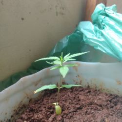Meu primeiro cultivo Marijuana(prenseed) - semana 4 - Dia 26 de vida