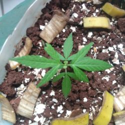 Meu primeiro cultivo Marijuana(prenseed) - semana 5 - Dia 32 de vida