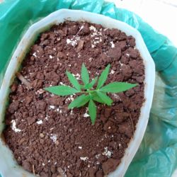 Meu primeiro cultivo Marijuana(prenseed) - semana 5 - Dia 36 de vida