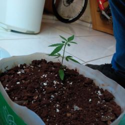 Meu primeiro cultivo Marijuana(prenseed) - sem 5 - Dia 36 de vida