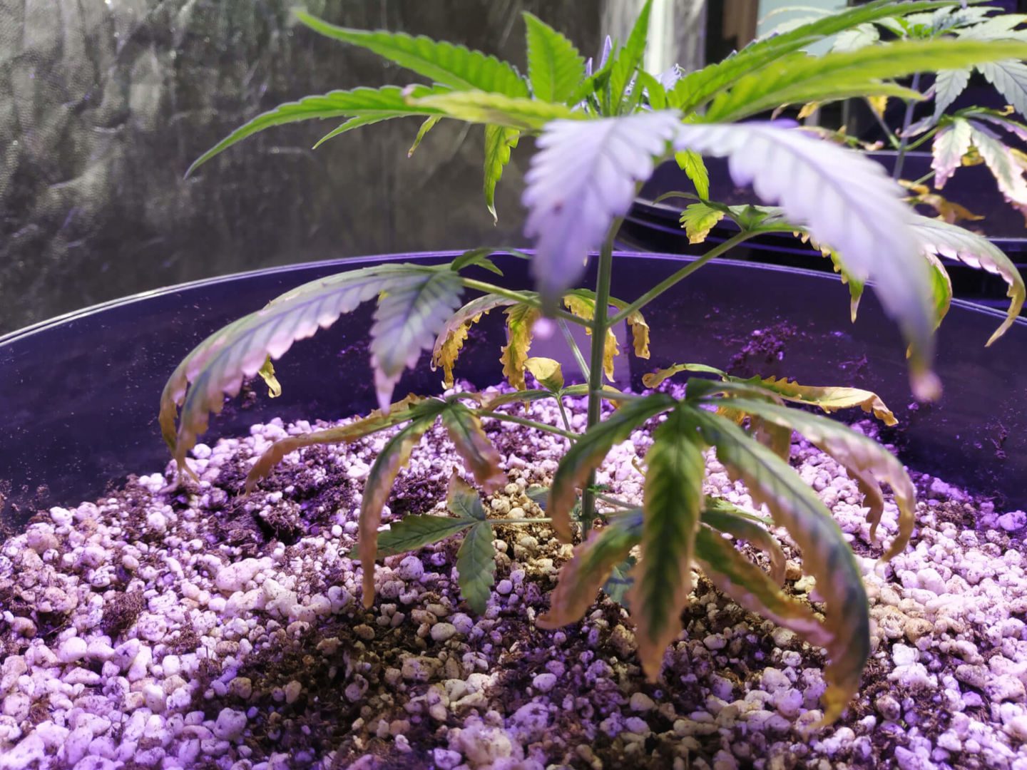 Problemas no cultivo da Cannabis