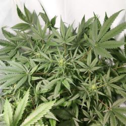 Auto pineapple glue - semana 16 - 