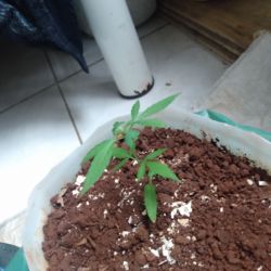 Meu primeiro cultivo Marijuana(prenseed) - semana 6 - Dia 39 de vida