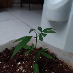 Meu primeiro cultivo Marijuana(prenseed) - sem 6 - Dia 43 de vida