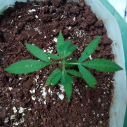 Meu primeiro cultivo Marijuana(prenseed) - semana 6 - Dia 43 de vida