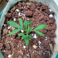 Meu primeiro cultivo Marijuana(prenseed) - semana 7 - Dia 46 de vida