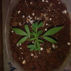 Meu primeiro cultivo Marijuana(prenseed) - sem 7 - Dia 50 de vida