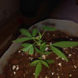 Meu primeiro cultivo Marijuana(prenseed) - semana 7 - Dia 50 de vida