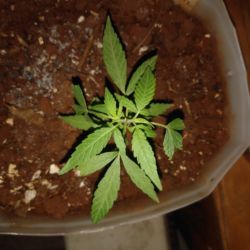 Meu primeiro cultivo Marijuana(prenseed) - semana 8 - Dia 57 de vida