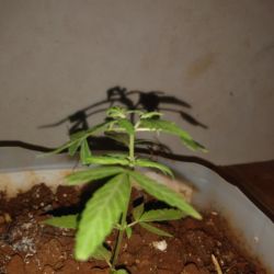 Meu primeiro cultivo Marijuana(prenseed) - sem 8 - Dia 57 de vida