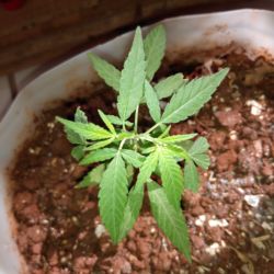Meu primeiro cultivo Marijuana(prenseed) - semana 9 - Dia 60 de vida