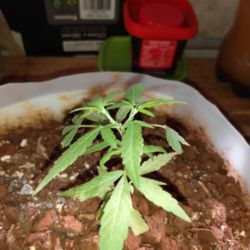 Meu primeiro cultivo Marijuana(prenseed) - semana 9 - Dia 60 de vida