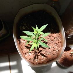 Meu primeiro cultivo Marijuana(prenseed) - semana 9 - Dia 64 de vida