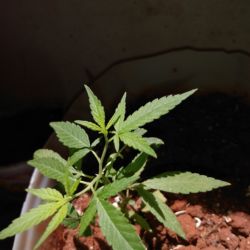 Meu primeiro cultivo Marijuana(prenseed) - sem 9 - Dia 64 de vida