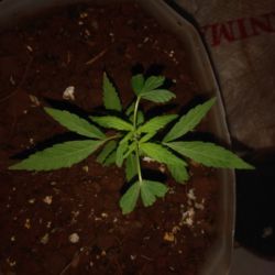 Meu primeiro cultivo Marijuana(prenseed) - semana 8 - Dia 53 de vida