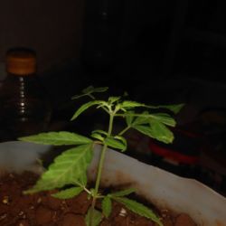 Meu primeiro cultivo Marijuana(prenseed) - semana 8 - Dia 53 de vida
