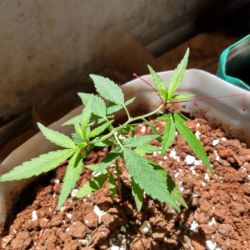 Meu primeiro cultivo Marijuana(prenseed) - semana 10 - Dia 66 de vida