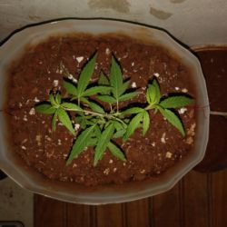 Meu primeiro cultivo Marijuana(prenseed) - semana 10 - Dia 70 de vida