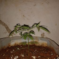 Meu primeiro cultivo Marijuana(prenseed) - sem 10 - Dia 70 de vida