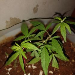 Meu primeiro cultivo Marijuana(prenseed) - semana 10 - Dia 70 de vida