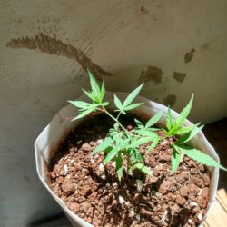 Meu primeiro cultivo Marijuana(prenseed) - semana 11 - Dia 74 de vida