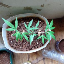 Meu primeiro cultivo Marijuana(prenseed) - sem 11 - Dia 78 de vida