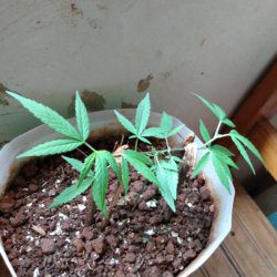 Meu primeiro cultivo Marijuana(prenseed) - semana 11 - Dia 78 de vida