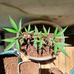 Meu primeiro cultivo Marijuana(prenseed) - semana 12 - Dia 81 de vida