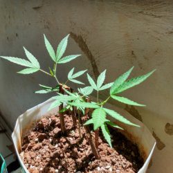 Meu primeiro cultivo Marijuana(prenseed) - semana 12 - Dia 81 de vida