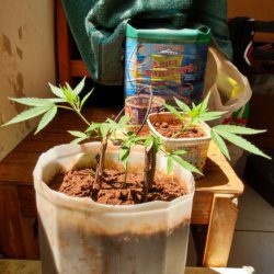 Meu primeiro cultivo Marijuana(prenseed) - semana 12 - Dia 85 de vida