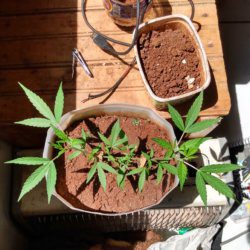 Meu primeiro cultivo Marijuana(prenseed) - semana 12 - Dia 85 de vida