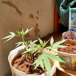 Meu primeiro cultivo Marijuana(prenseed) - sem 12 - Dia 85 de vida