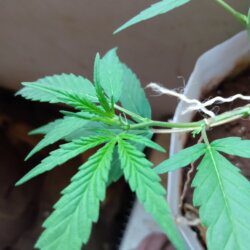 Meu primeiro cultivo Marijuana(prenseed) - semana 13 - Dia 92 de vida