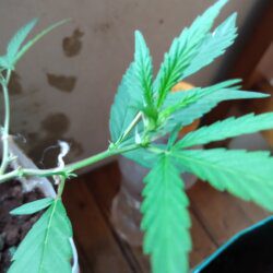 Meu primeiro cultivo Marijuana(prenseed) - sem 13 - Dia 92 de vida