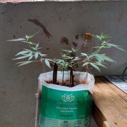 Meu primeiro cultivo Marijuana(prenseed) - semana 14 - Dia 99 de vida