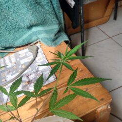Meu primeiro cultivo Marijuana(prenseed) - semana 14 - Dia 99 de vida